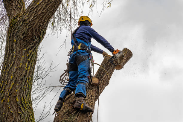 Best Tree Risk Assessment  in Wahpeton, ND